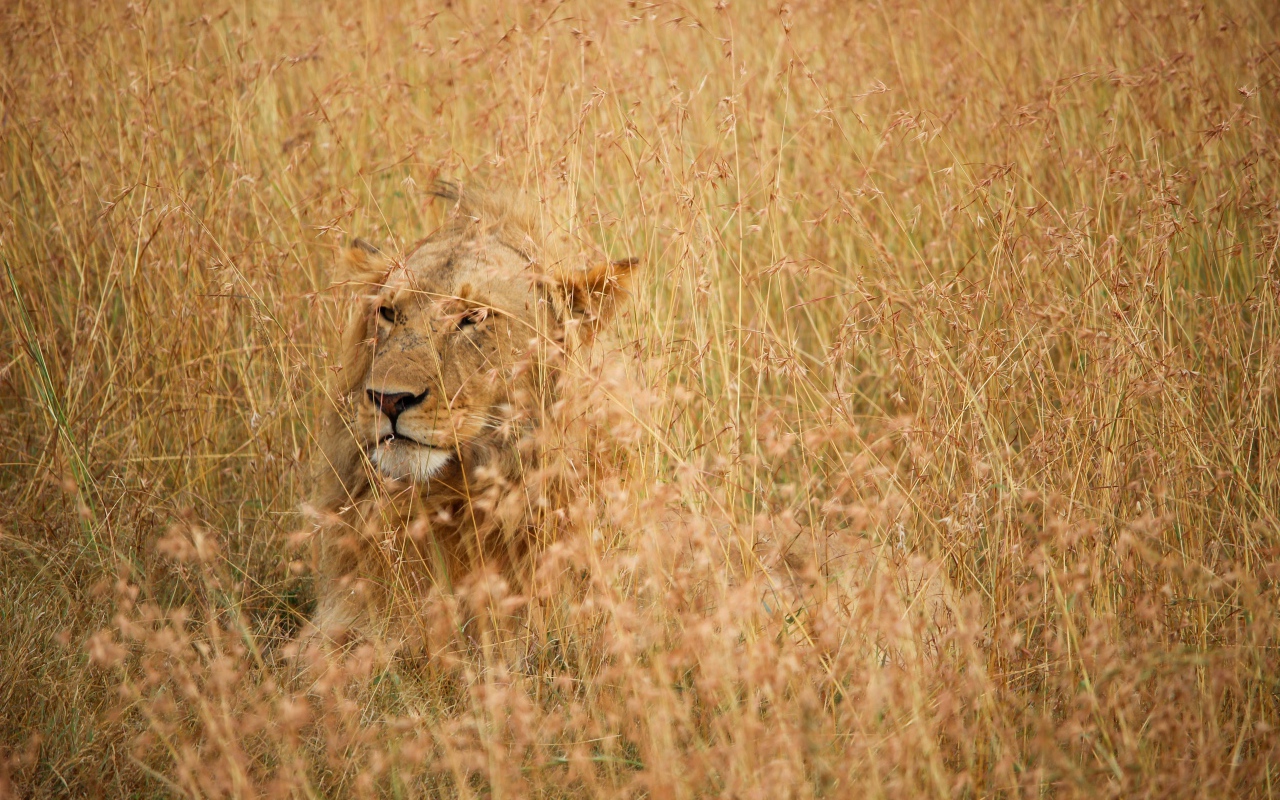 Серьезная большая львица лежит в траве