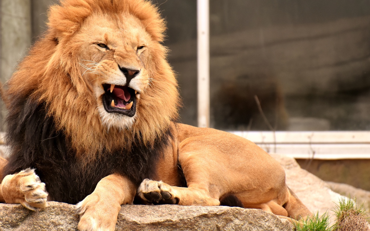 Грозный большой лев лежит на камне