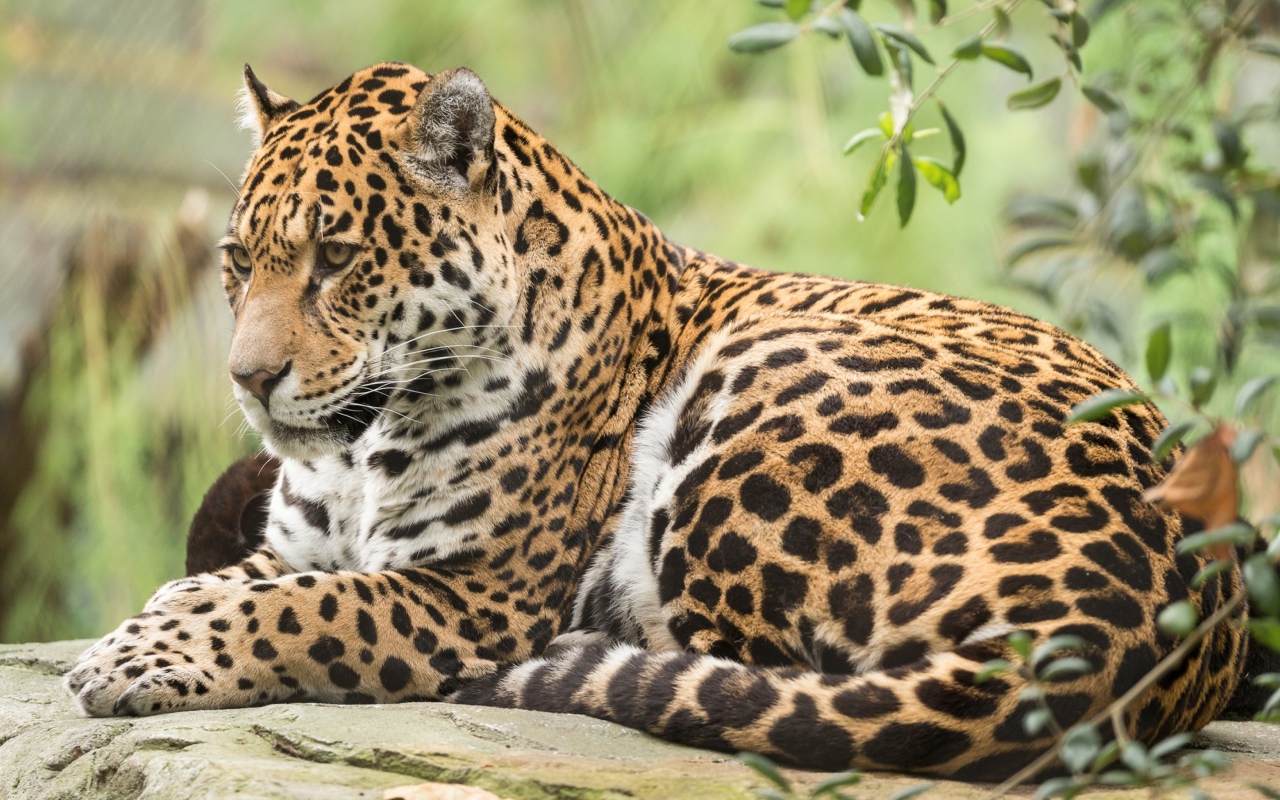 Большой пятнистый ягуар лежит на камне