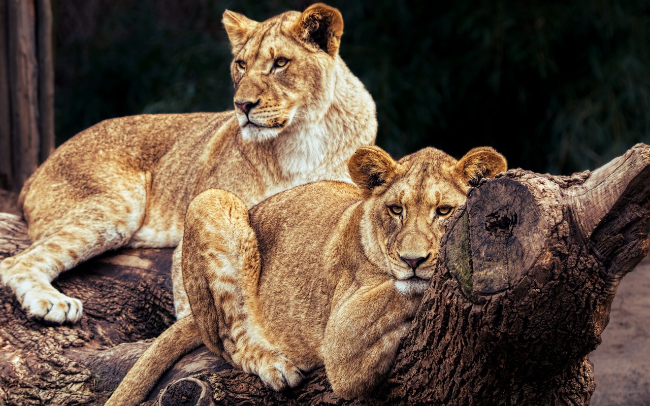 Две большие львицы лежат на дереве