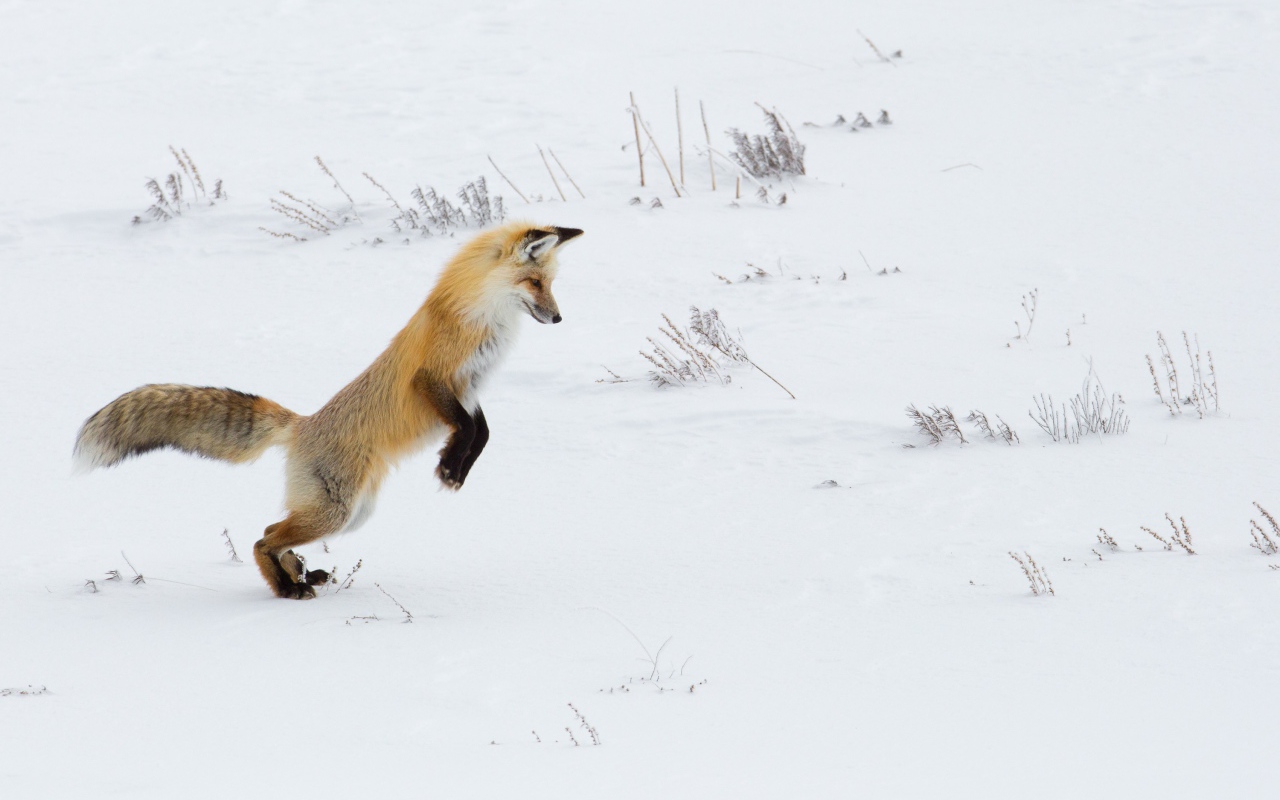 Красивая рыжая лиса охотится в снегу зимой