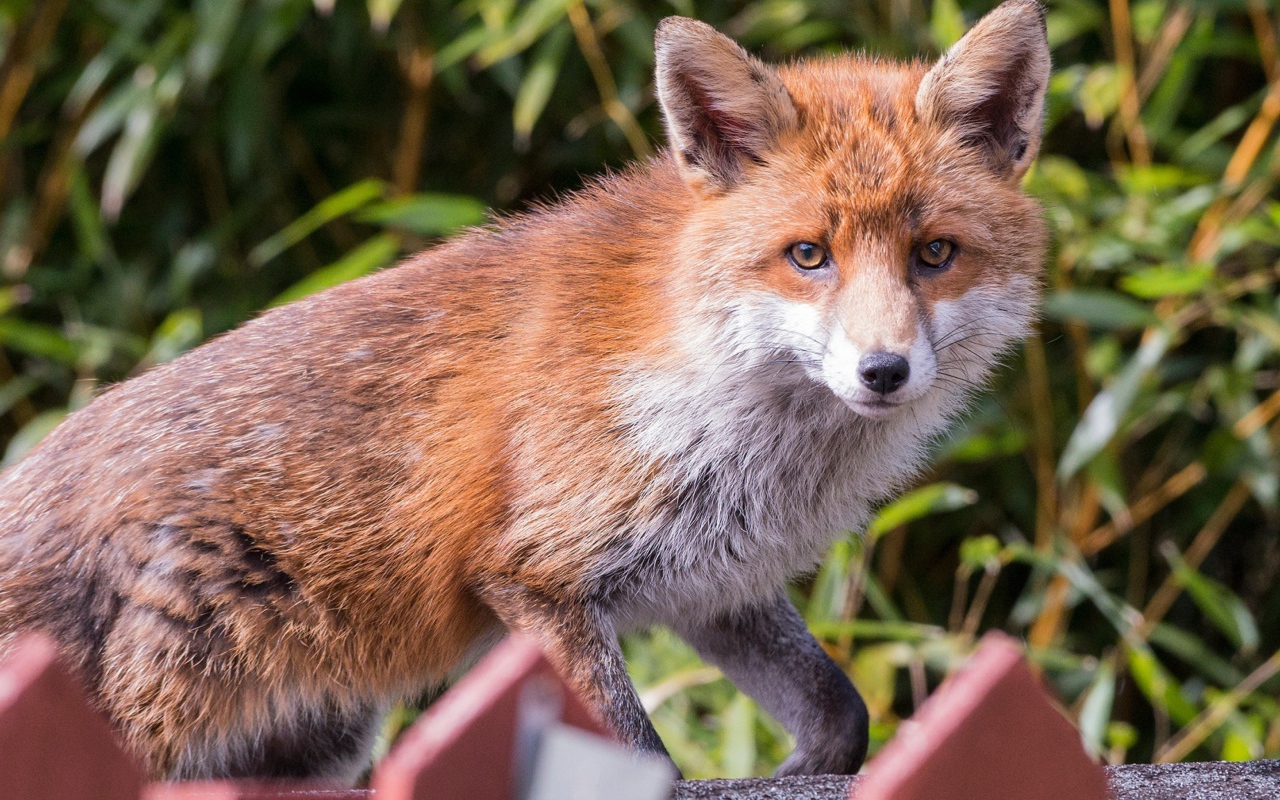 Хитрая хищная рыжая лиса крупным планом