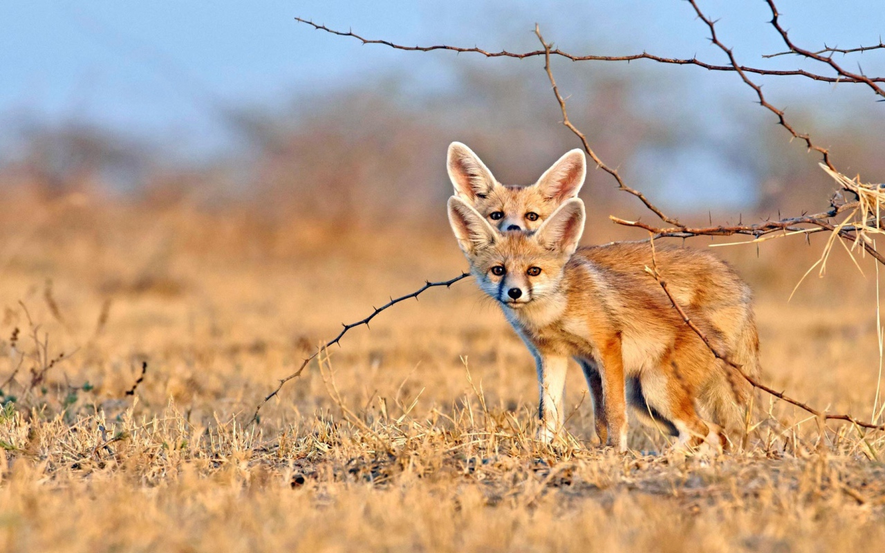 Две лисы фенек на сухой траве 