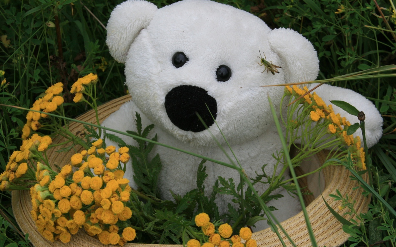 Белый плюшевый медведь в зеленой траве с цветами пижмы 