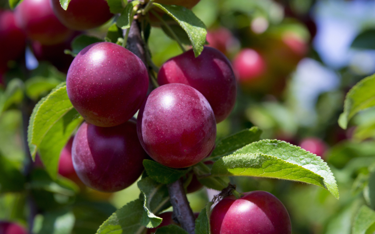 Розовые сливы на ветке крупным планом