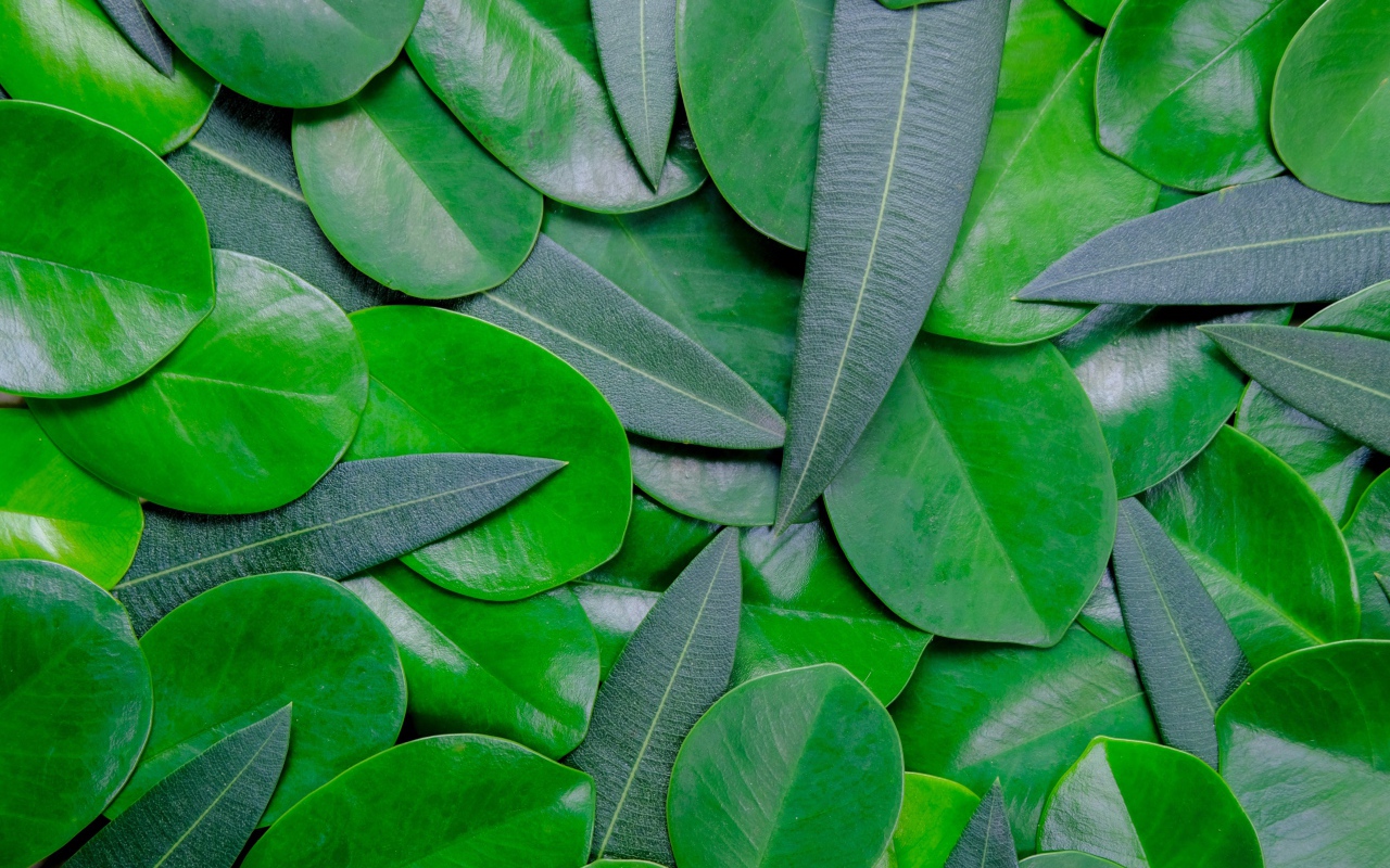 A lot of green leaves closeup