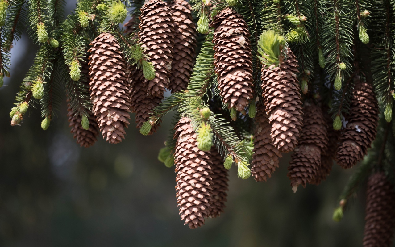 Большие шишки на зеленых ветках ели