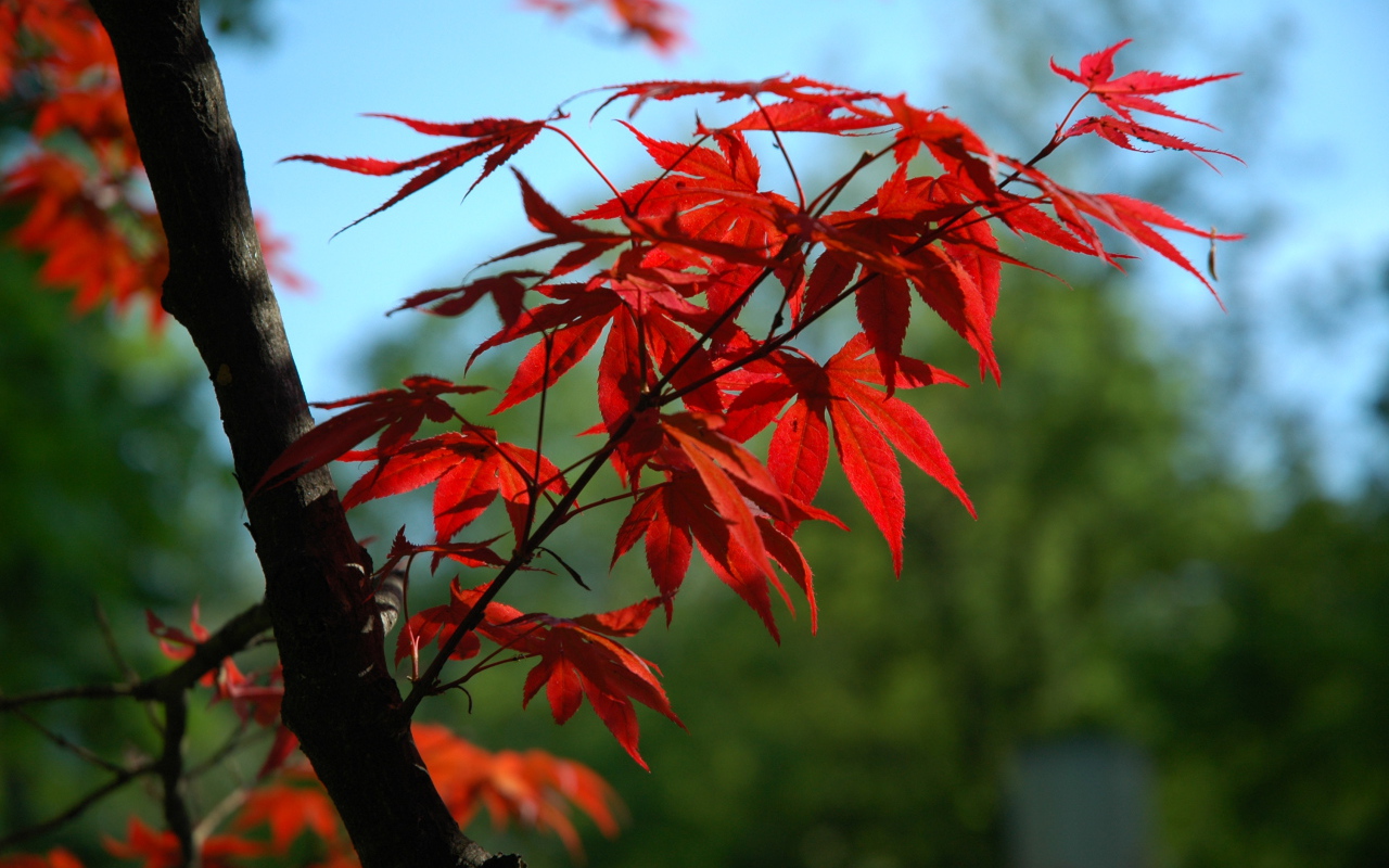 Ветка с красными листьями на дереве 