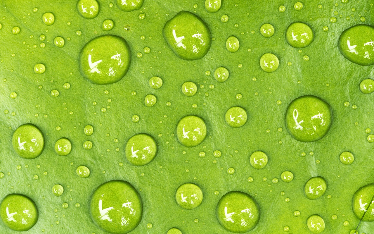 Капли на зеленом листе крупным планом