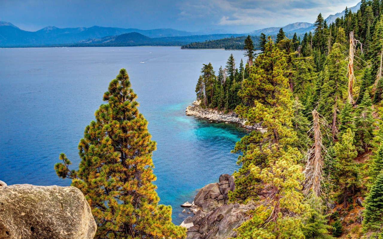 Высокие зеленые сосны на берегу озера