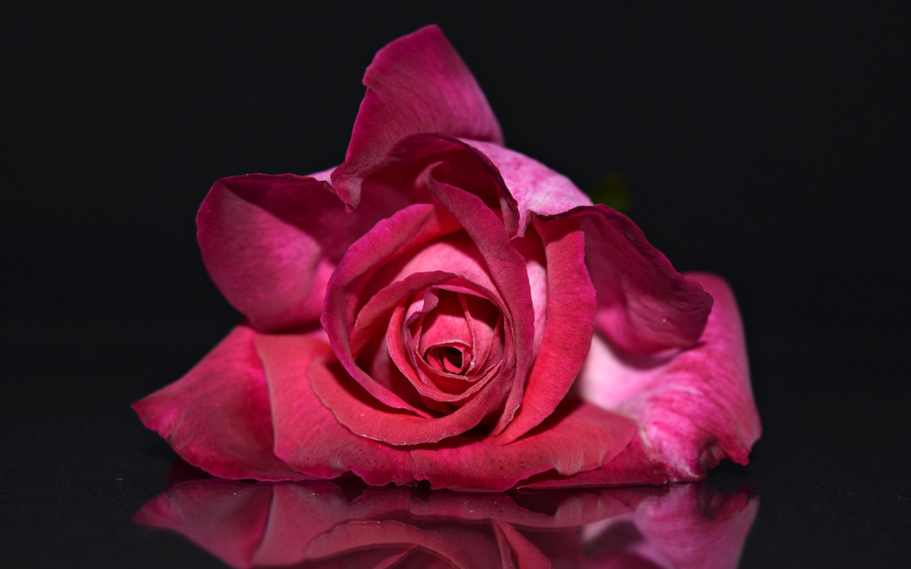 Красная роза лежит на зеркальной поверхности