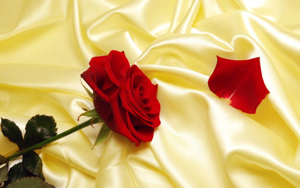 Нежная красная роза на шелковом желтом покрывале