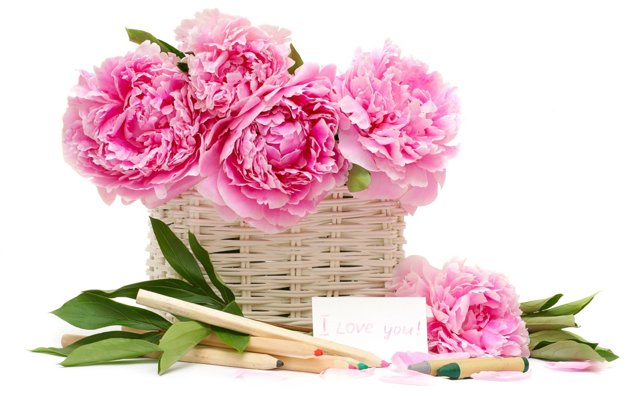 Корзина розовых пионов с карандашами на белом фоне