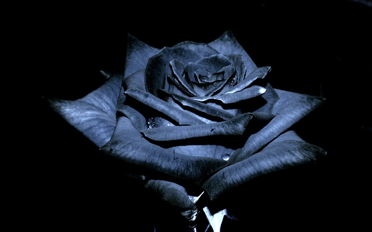 Красивая черная роза