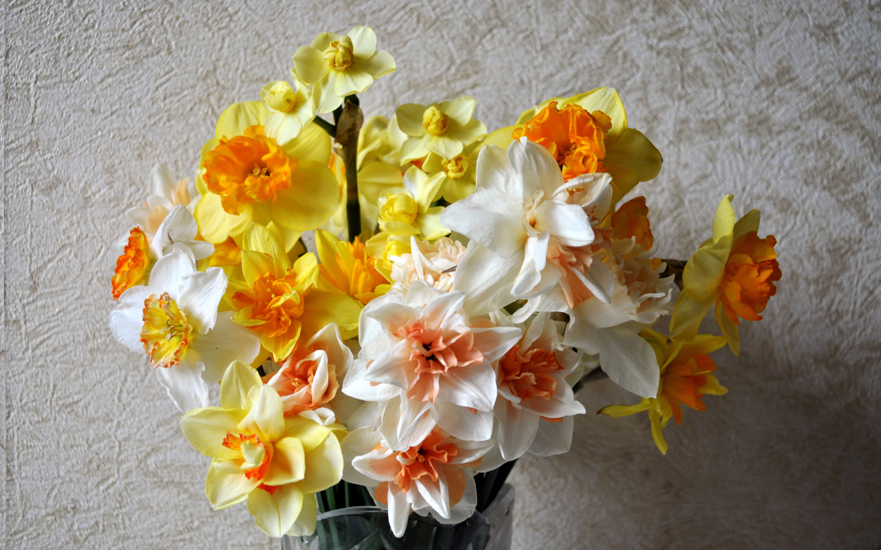 Красивый букет разноцветных нарциссов