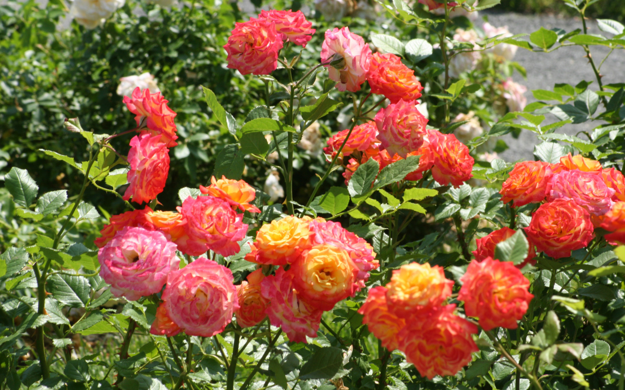 Красивые садовые розы на клумбе