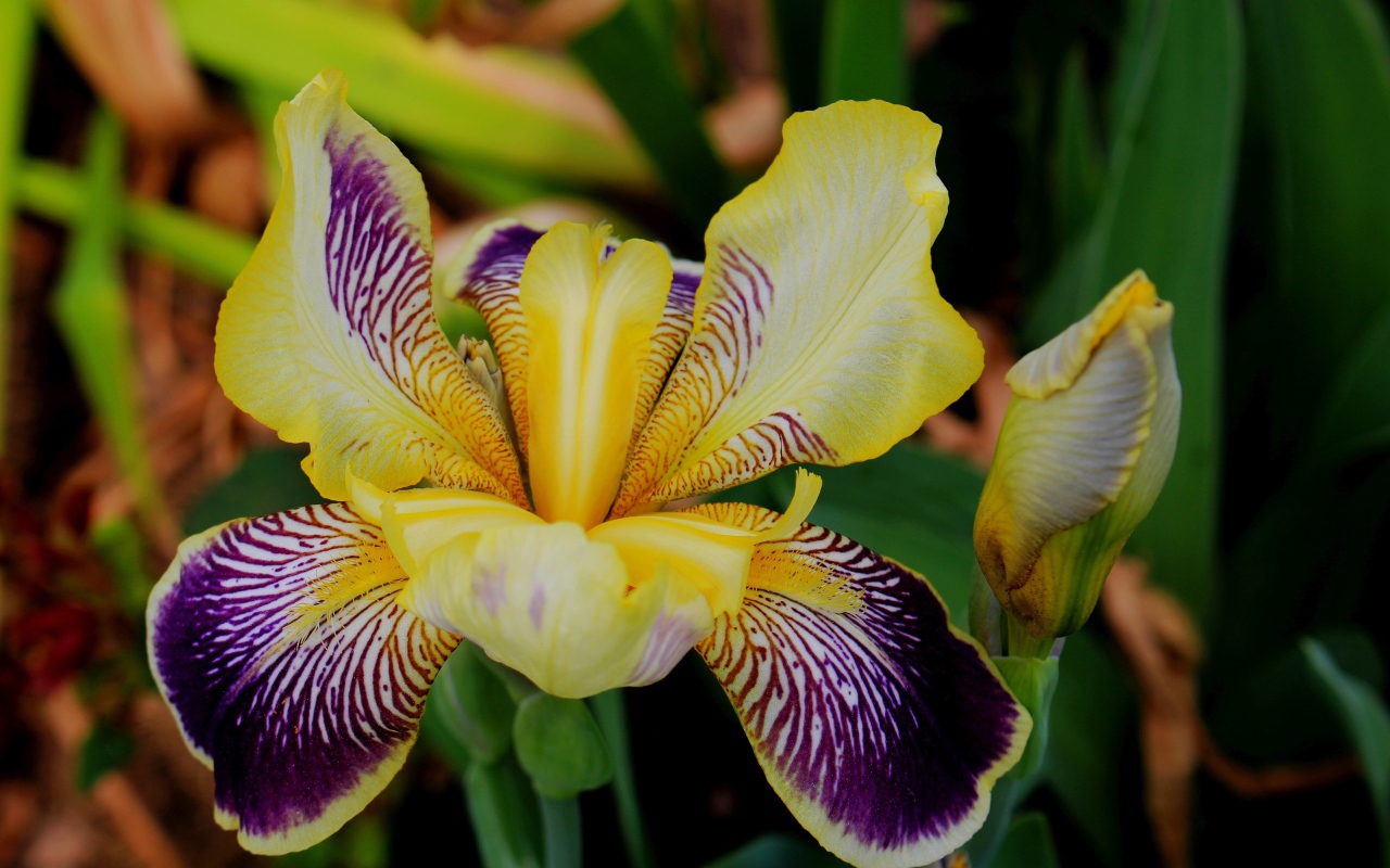 Красивый цветок ириса крупным планом