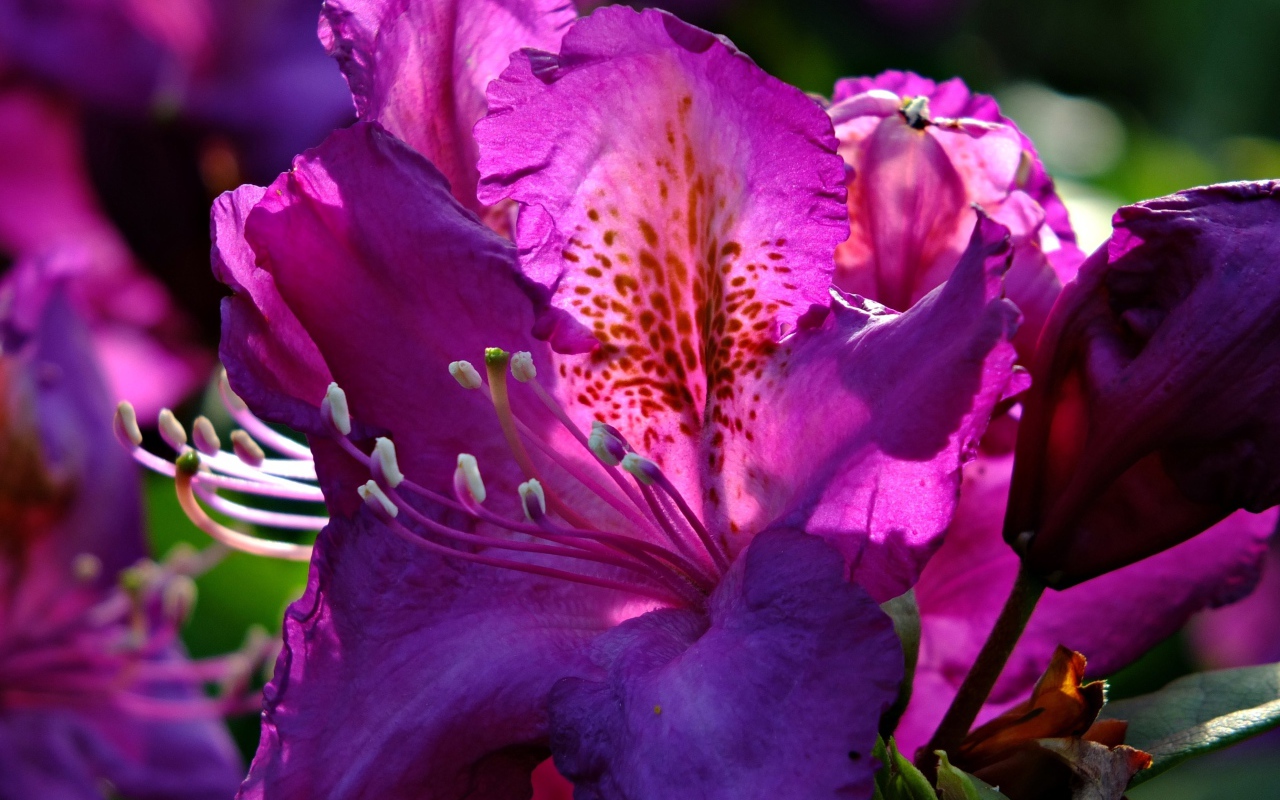 Красивый сиреневый цветок азалия крупным планом