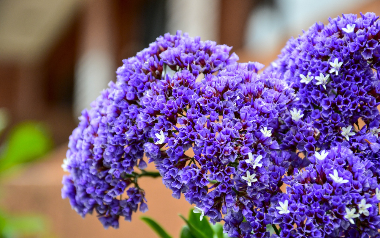 Красивые сиреневые цветы крупным планом