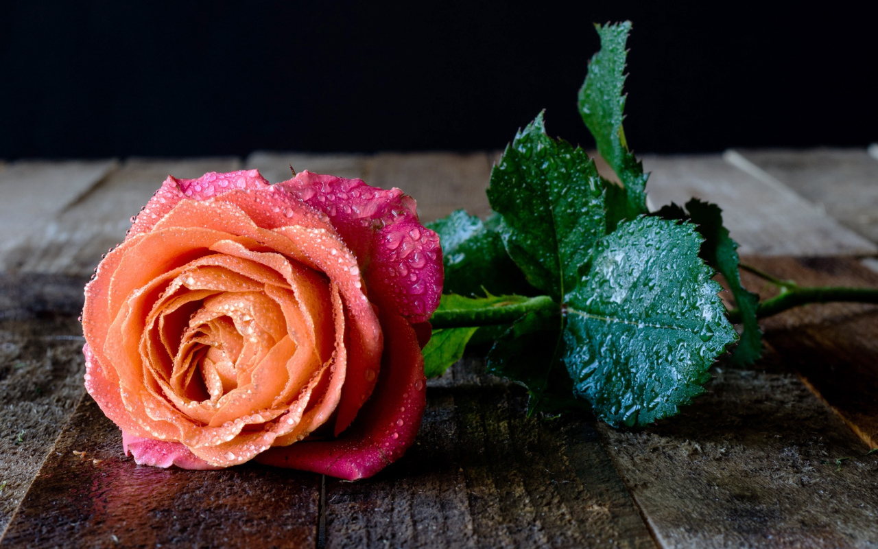 Красивый разноцветный цветок розы в каплях росы на столе