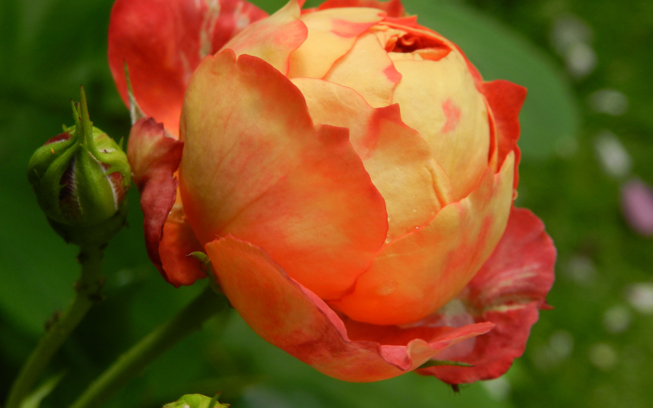 Красивая оранжевая роза с бутоном 