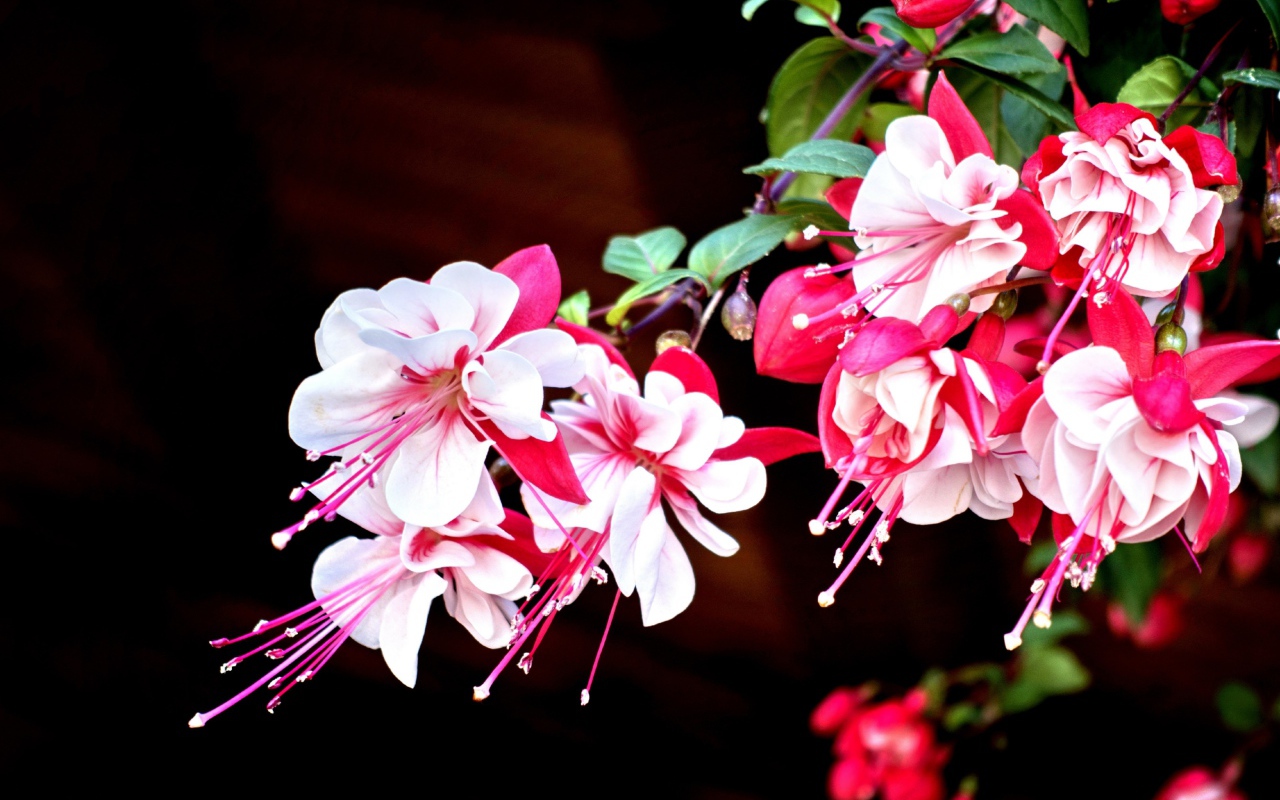 Красивые розово-белые цветы фуксия