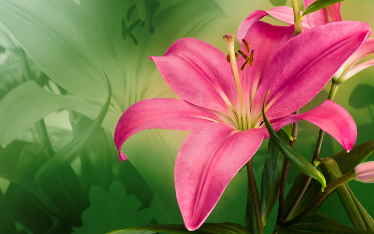 Красивая розовая лилия крупным планом