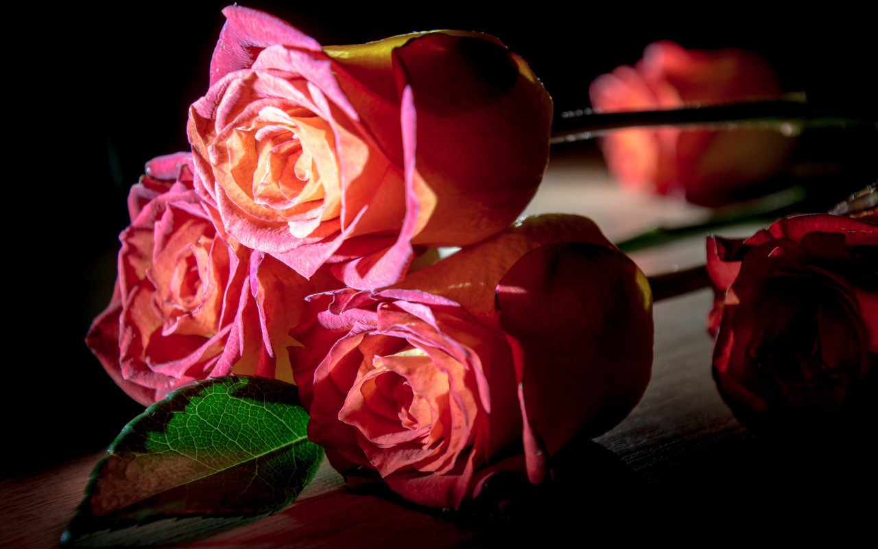 Красивые розовые розы на деревянном столе