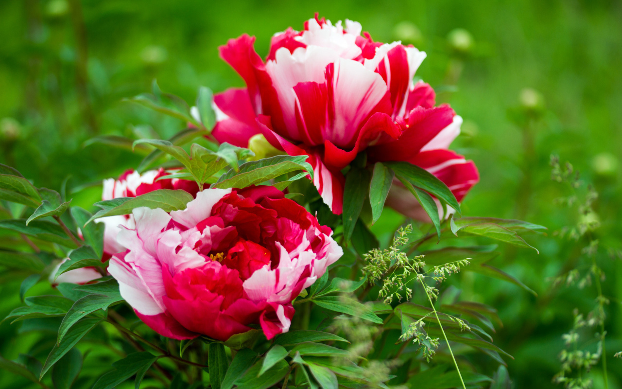 Красивые розовые с белым пионы 