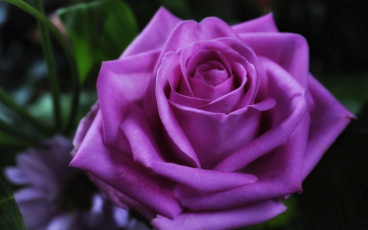 Красивая фиолетовая роза крупным планом