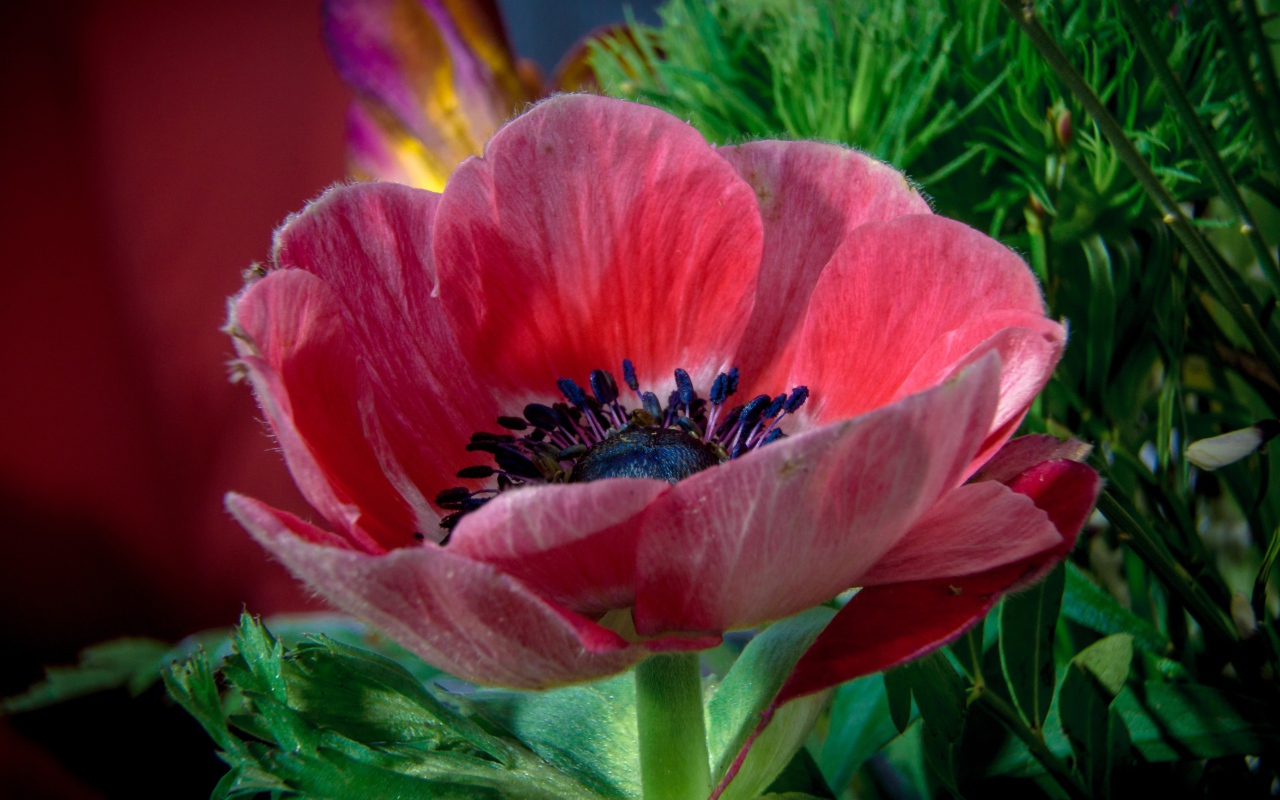 Красивый красный цветок декоративного мака