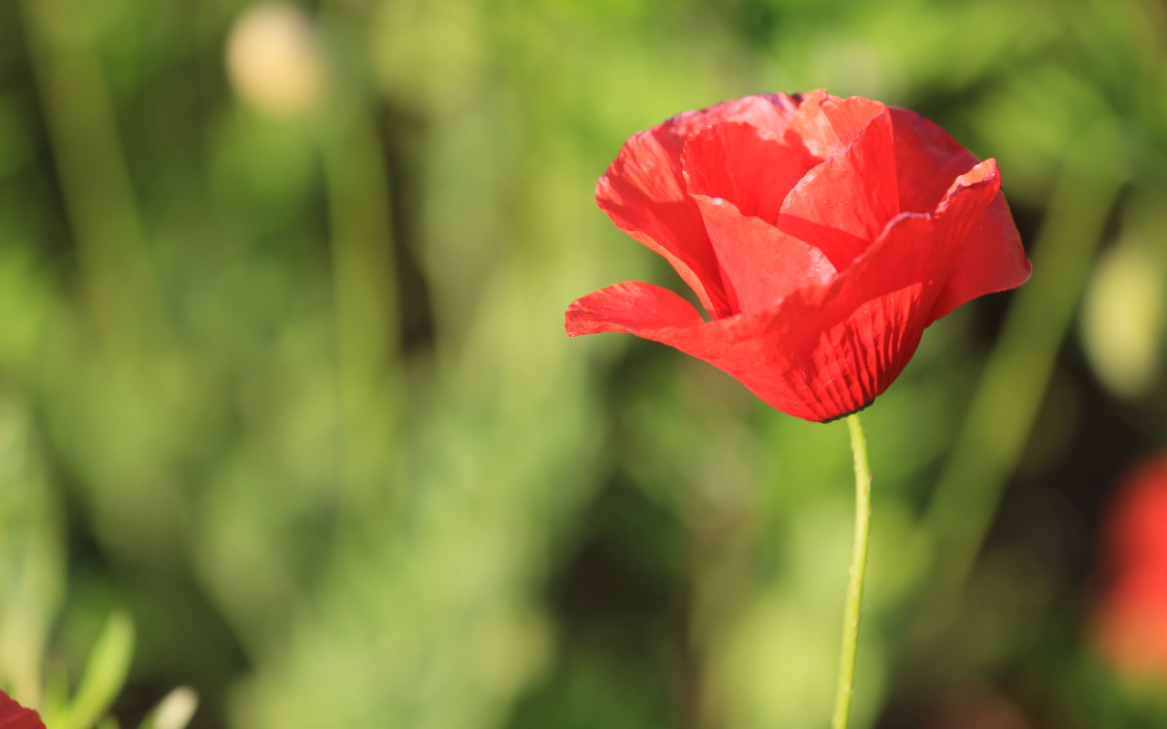 Красивый красный полевой мак крупным планом 