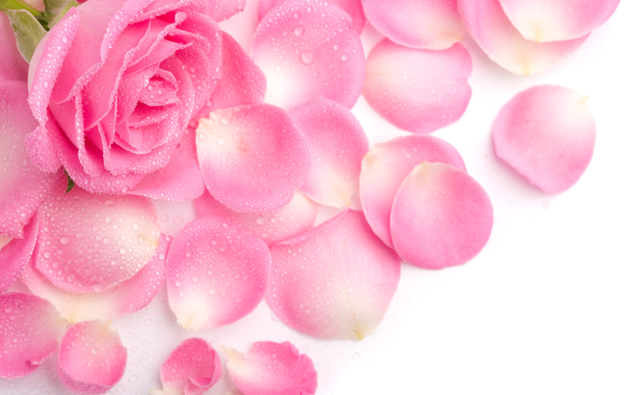 Красивая нежная розовая роза в каплях росы с лепестками на белом фоне