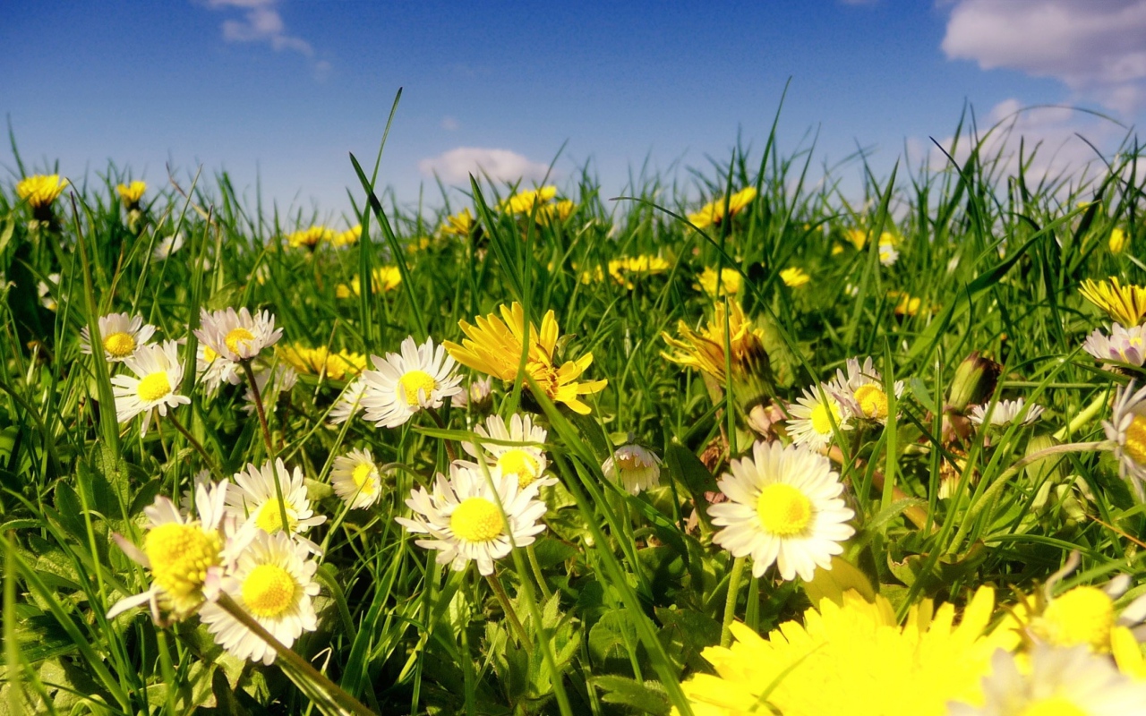 Красивые белые ромашки с одуванчиками в зеленой траве