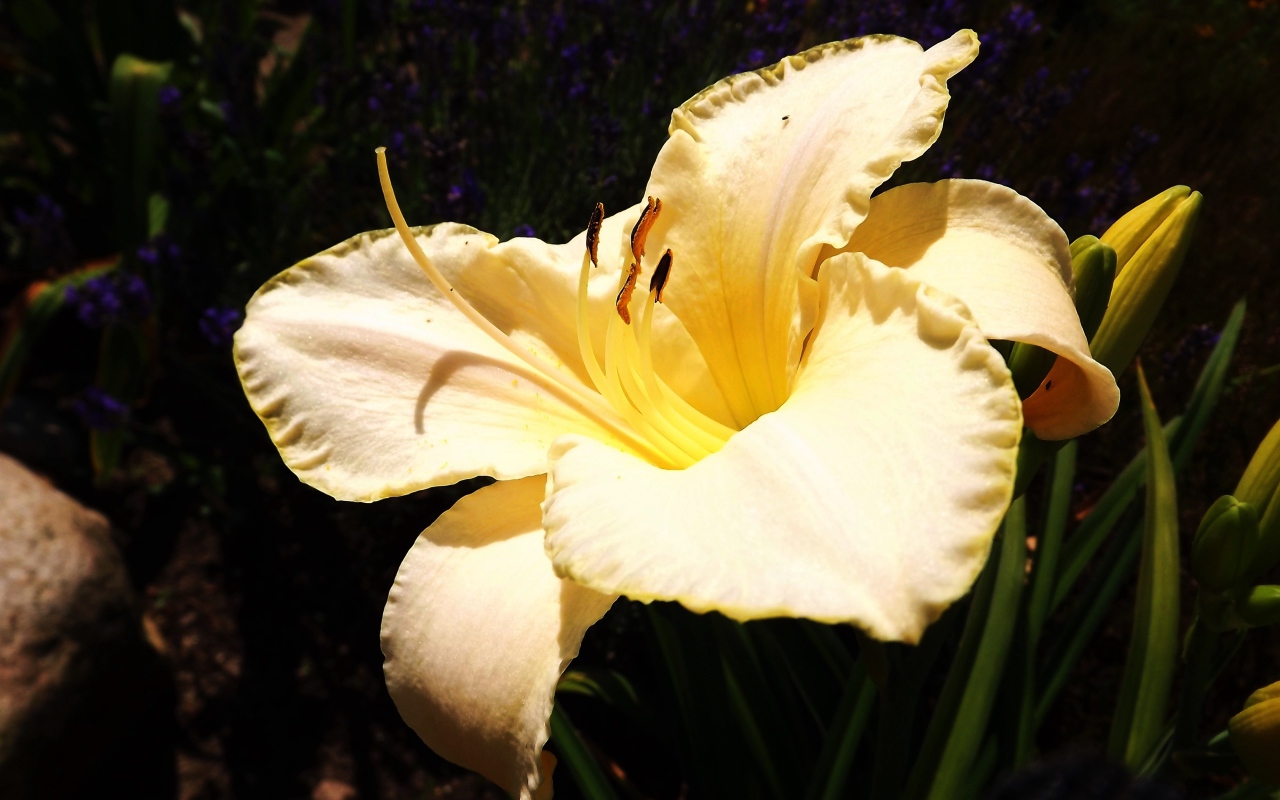 Красивая желтая лилия с бутонами крупным планом