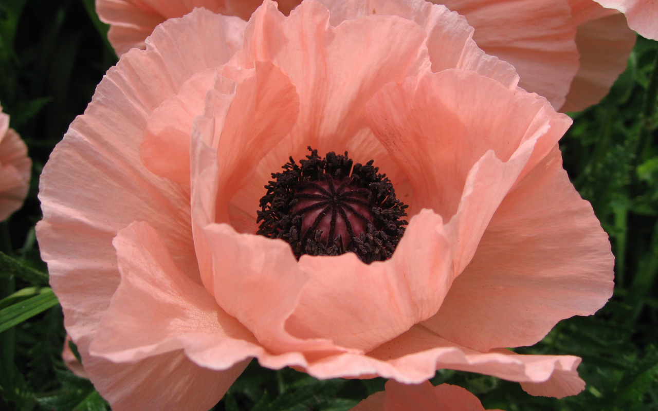 Большой розовый цветок мака крупным планом 