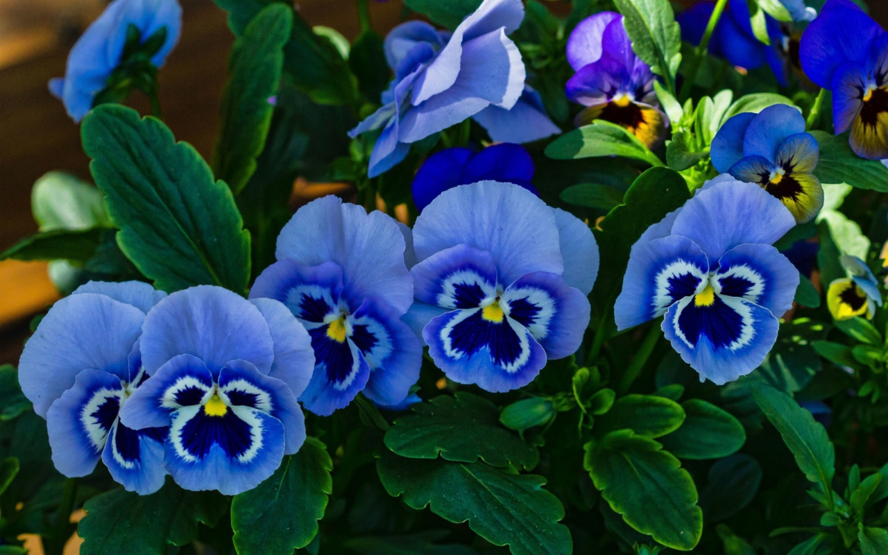 Голубые красивые цветы анютины глазки