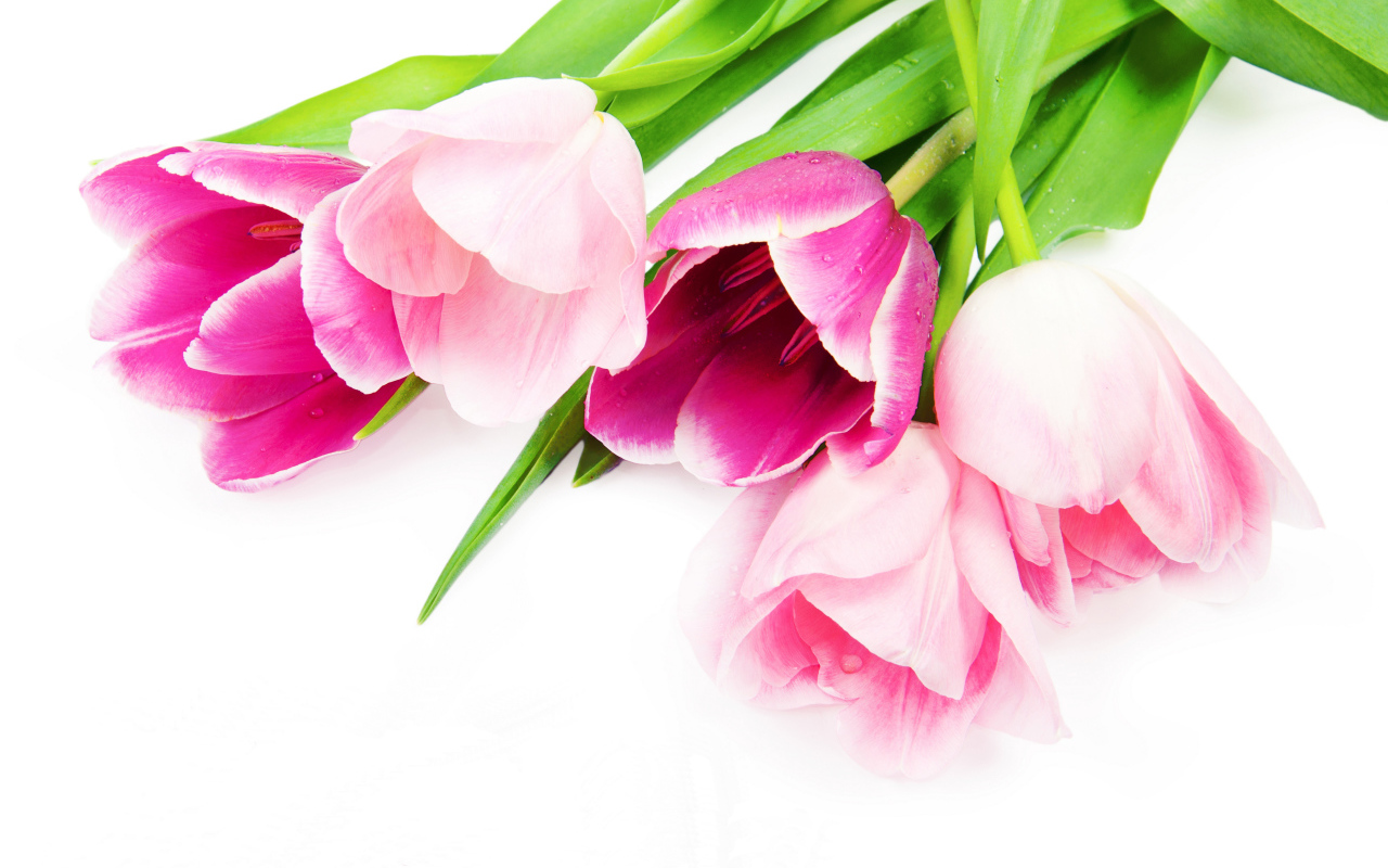 Букет нежных розовых тюльпанов на белом фоне