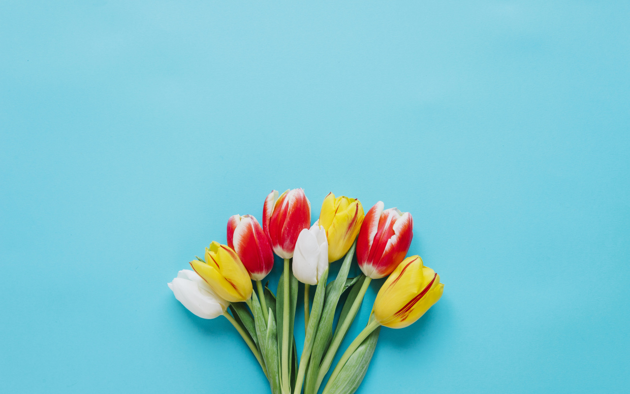 Букет разноцветных тюльпанов на голубом фоне