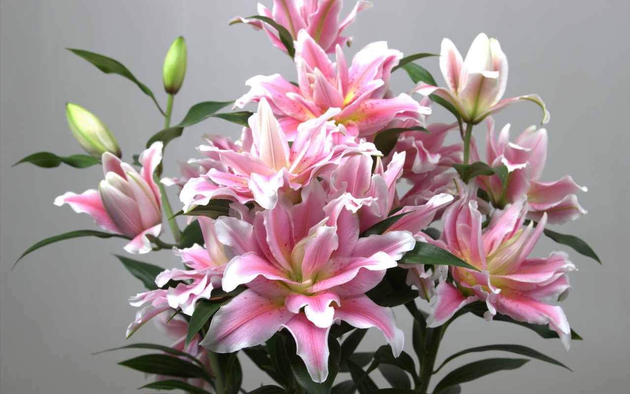 Букет розовых лилий на сером фоне