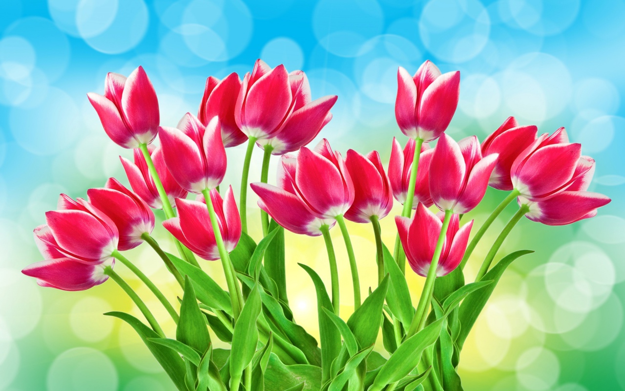 Букет розовых тюльпанов на голубом фоне