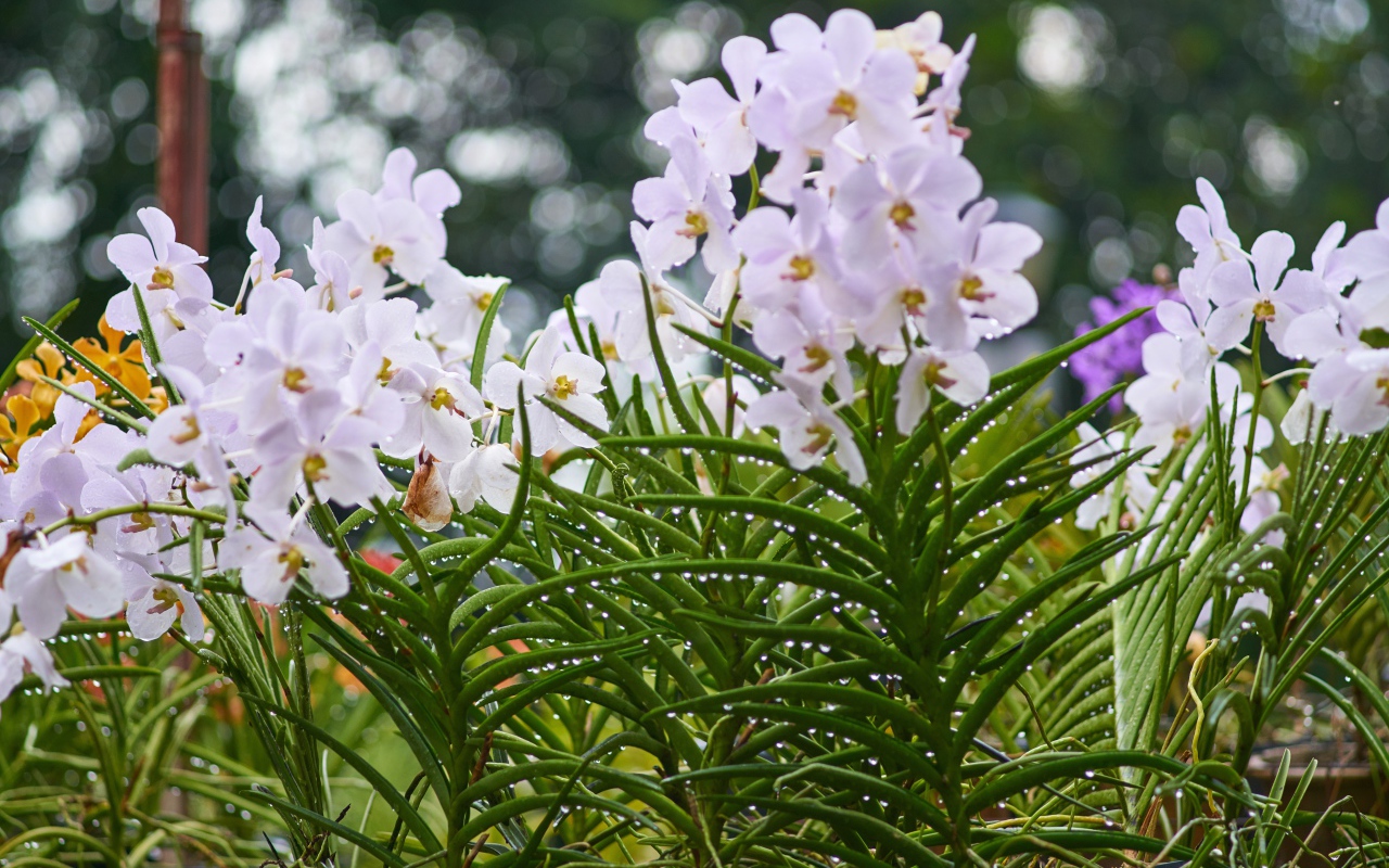 Нежные орхидеи на клумбе