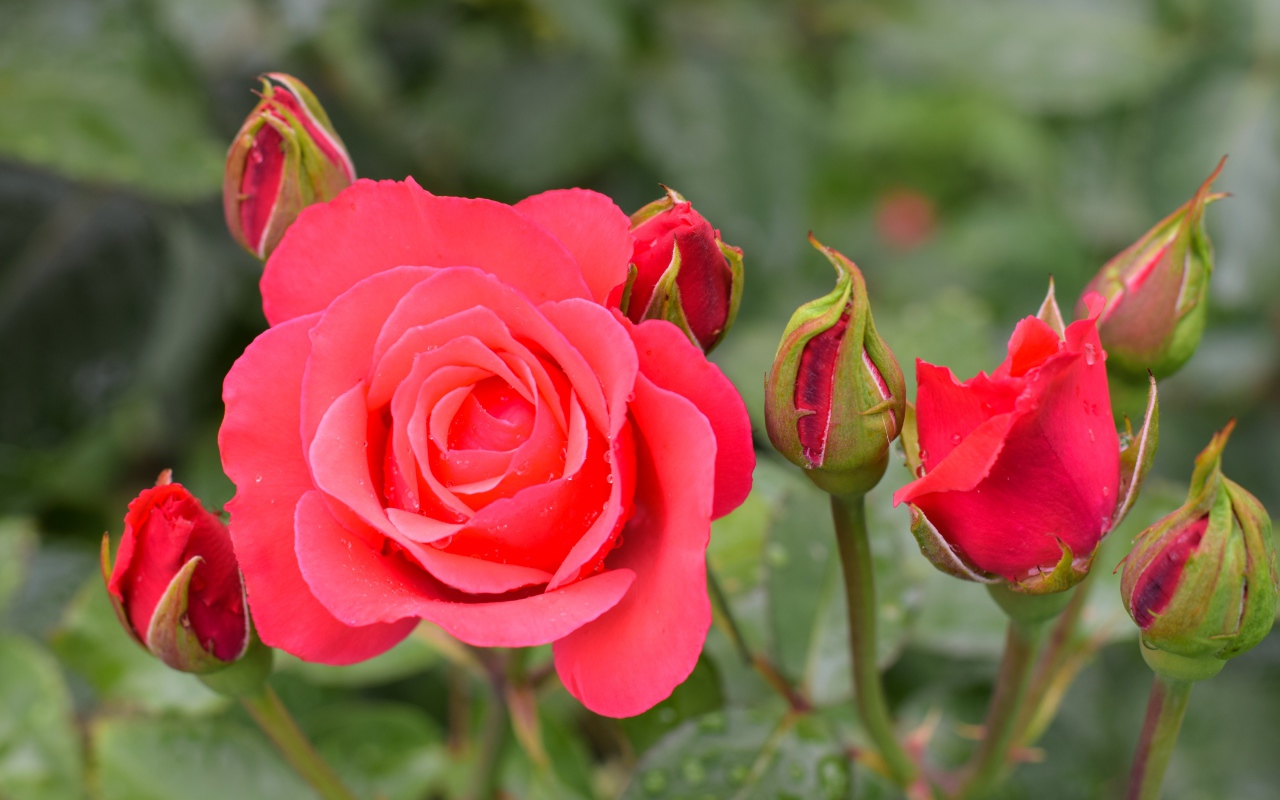 Нежная роза с бутонами крупным планом