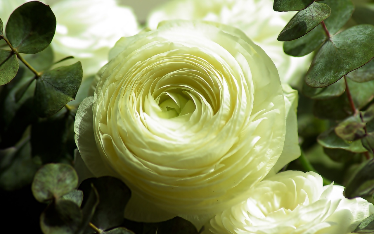 Нежный белый цветок лютика крупным планом