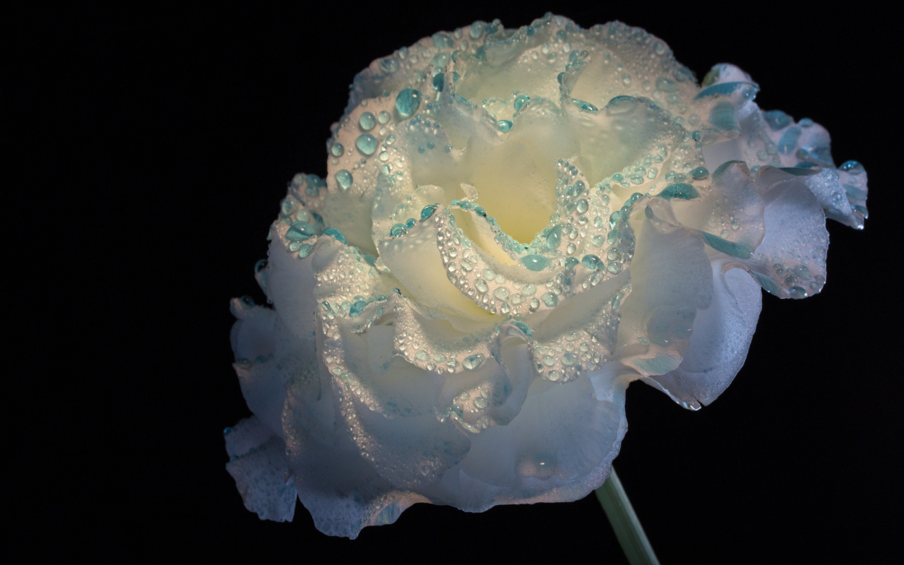 Нежный белый цветок в каплях росы на черном фоне