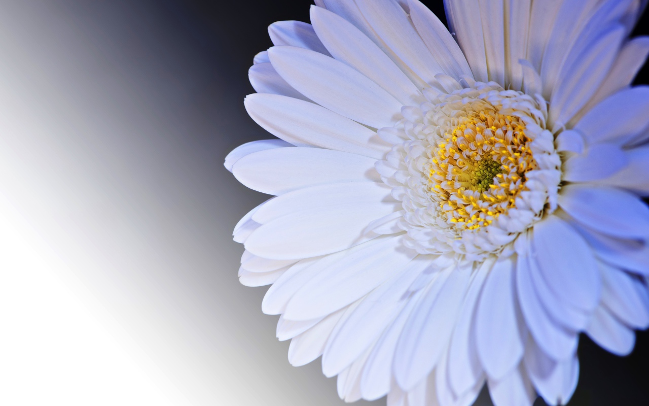 Нежный белый цветок герберы с желтой серединкой крупным планом