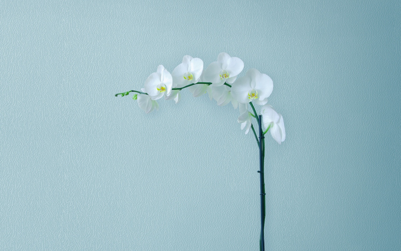 Нежная белая орхидея на сером фоне