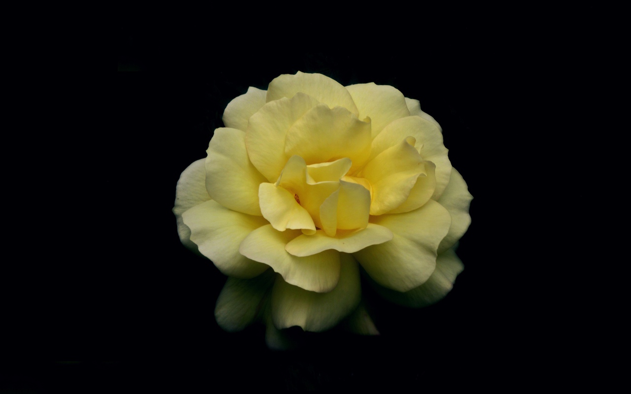 Нежная желтая роза на черном фоне