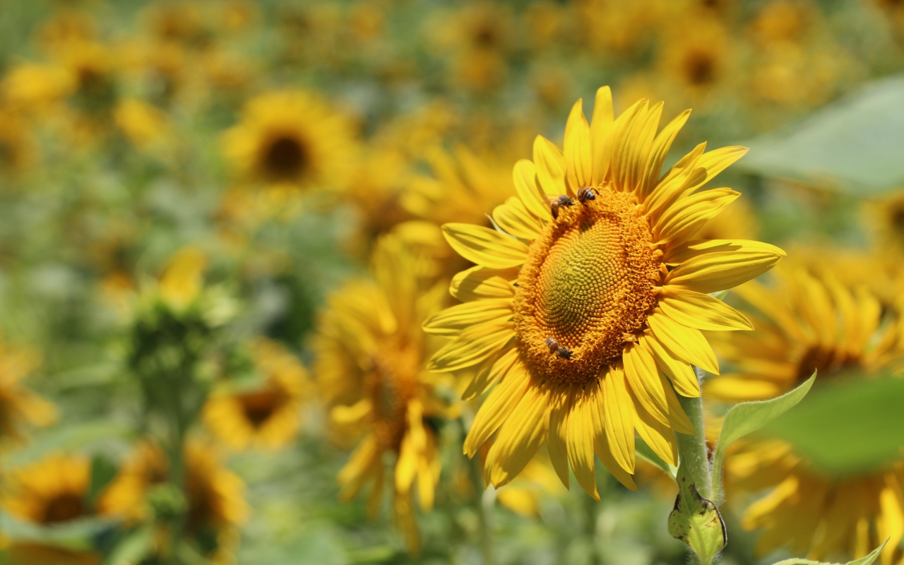 Цветы подсолнуха с пчелами на поле