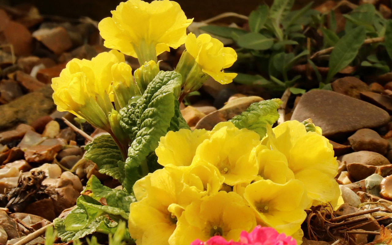 Цветы желтой примулы на камнях 